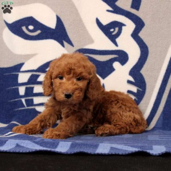 Emmet, Mini Goldendoodle Puppy